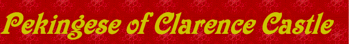 Pekingese of Clarence Castle 